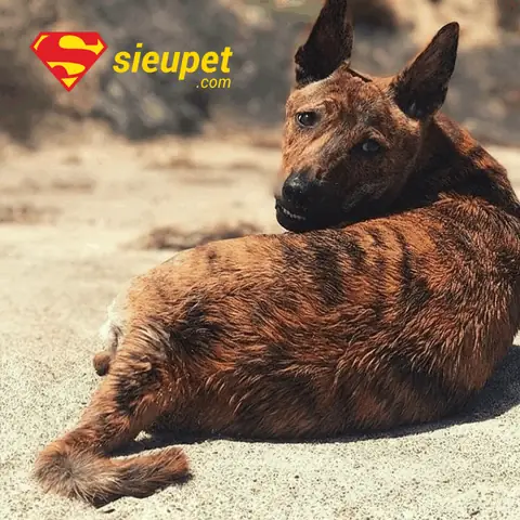 Tổng Quan Về Màu Vện Lửa Của Chó Phú Quốc