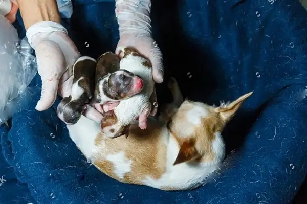 Chó Vỡ Ối Bao Lâu Thì Đẻ? Chó Vỡ Ối Bao Lâu Thì Đẻ?