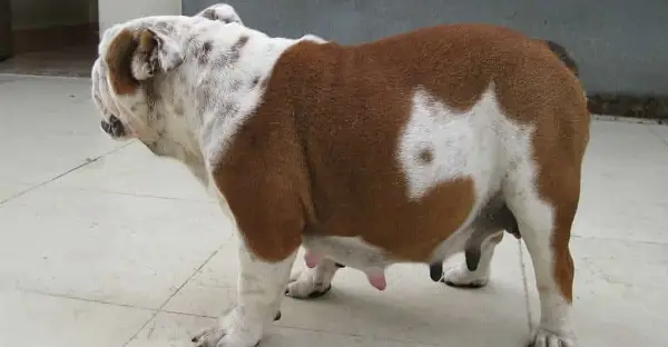 Chó Vỡ Ối Bao Lâu Thì Đẻ? Chó Vỡ Ối Bao Lâu Thì Đẻ?