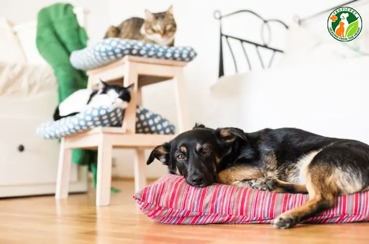 Tách Riêng Chó Mèo