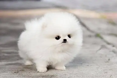 Chó Xù Nhật Đà Nẵng: Đặc Điểm, Cách Chăm Sóc Và Địa Điểm Nuôi Uy Tín