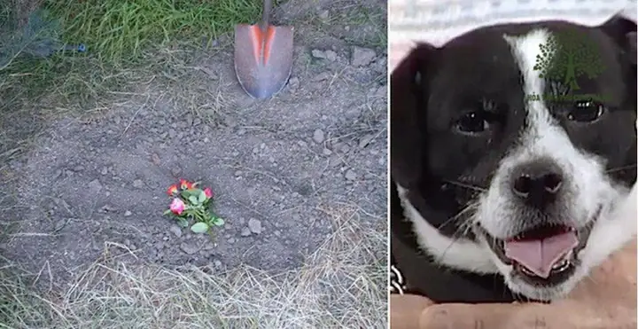 Chôn Chó Có Sao Không? Hướng Dẫn Đúng Cách Và Những Điều Cần Biết