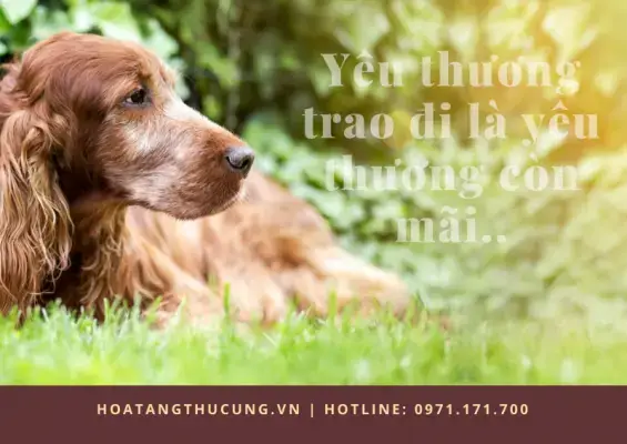 Chôn Chó Có Sao Không? Hướng Dẫn Đúng Cách Và Những Điều Cần Biết