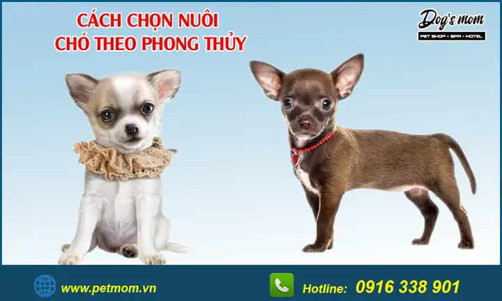 Gợi Ý +2 Cách Chọn Nuôi Chó Giúp Gia Chủ Nhiều May Mắn Gợi Ý +2 Cách Chọn Nuôi Chó Giúp Gia Chủ Nhiều May Mắn