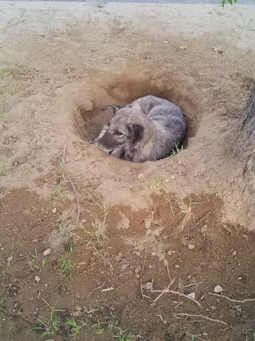 Chú Chó Bị Bỏ Rơi: Hành Trình Cứu Hộ Và Bảo Vệ Quyền Sống Cho Động Vật