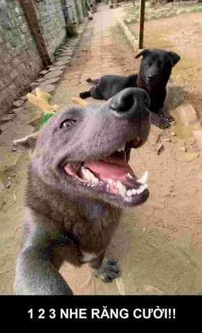Meme Chó Nhe Răng