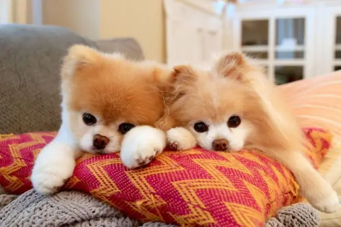 Chú Chó Boo Đáng Yêu Nhất Thế Giới Qua Đời - Ảnh 3.