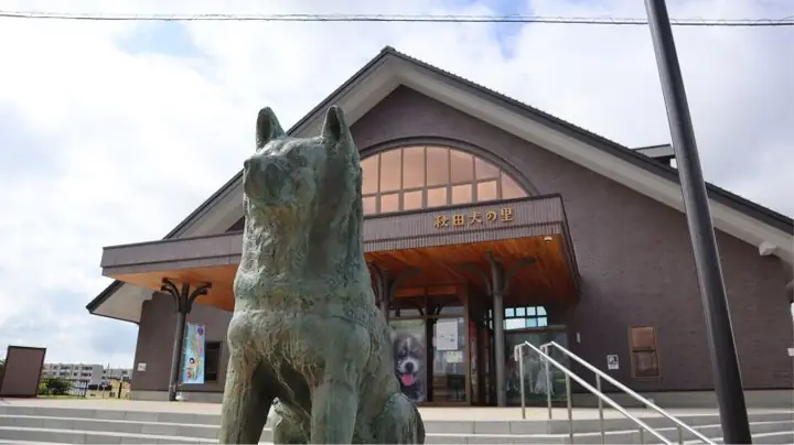 Chú Chó Hachiko Có Thật Không? Sự Thật Về Người Bạn Trung Thành Nhất