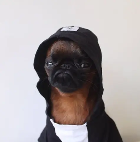 Gặp Chú Chó Có Gương Mặt “hờn Cả Thế Giới” Nhưng Mặc Cực Chất Gặp Chú Chó Có Gương Mặt “hờn Cả Thế Giới” Nhưng Mặc Cực Chất