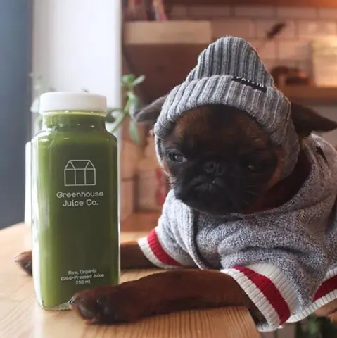 Gặp Chú Chó Có Gương Mặt “hờn Cả Thế Giới” Nhưng Mặc Cực Chất Gặp Chú Chó Có Gương Mặt “hờn Cả Thế Giới” Nhưng Mặc Cực Chất