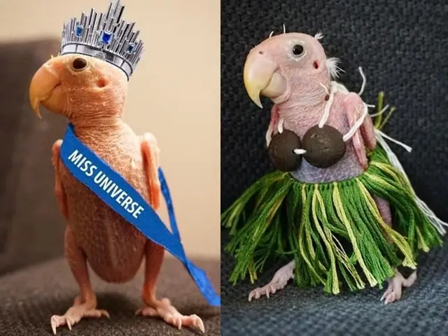 Nàng Vẹt Xấu Xí Hóa Fashionista Sành Điệu Ai Nhìn Cũng Yêu Nàng Vẹt Xấu Xí Hóa Fashionista Sành Điệu Ai Nhìn Cũng Yêu