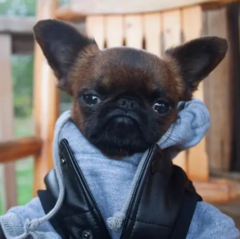 Gặp Chú Chó Có Gương Mặt “hờn Cả Thế Giới” Nhưng Mặc Cực Chất Gặp Chú Chó Có Gương Mặt “hờn Cả Thế Giới” Nhưng Mặc Cực Chất