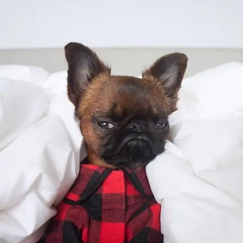 Gặp Chú Chó Có Gương Mặt “hờn Cả Thế Giới” Nhưng Mặc Cực Chất Gặp Chú Chó Có Gương Mặt “hờn Cả Thế Giới” Nhưng Mặc Cực Chất