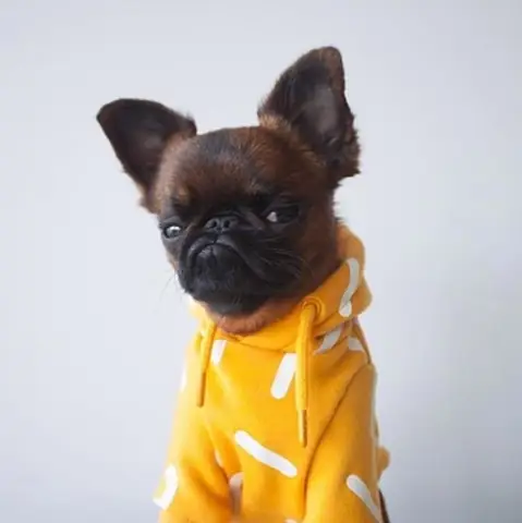 Gặp Chú Chó Có Gương Mặt “hờn Cả Thế Giới” Nhưng Mặc Cực Chất Gặp Chú Chó Có Gương Mặt “hờn Cả Thế Giới” Nhưng Mặc Cực Chất