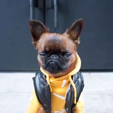 Gặp Chú Chó Có Gương Mặt “hờn Cả Thế Giới” Nhưng Mặc Cực Chất Gặp Chú Chó Có Gương Mặt “hờn Cả Thế Giới” Nhưng Mặc Cực Chất