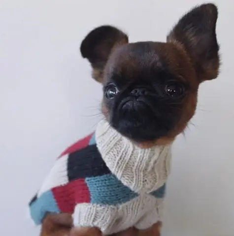 Gặp Chú Chó Có Gương Mặt “hờn Cả Thế Giới” Nhưng Mặc Cực Chất Gặp Chú Chó Có Gương Mặt “hờn Cả Thế Giới” Nhưng Mặc Cực Chất