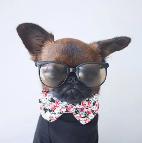 Gặp Chú Chó Có Gương Mặt “hờn Cả Thế Giới” Nhưng Mặc Cực Chất Gặp Chú Chó Có Gương Mặt “hờn Cả Thế Giới” Nhưng Mặc Cực Chất