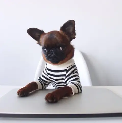 Gặp Chú Chó Có Gương Mặt “hờn Cả Thế Giới” Nhưng Mặc Cực Chất Gặp Chú Chó Có Gương Mặt “hờn Cả Thế Giới” Nhưng Mặc Cực Chất