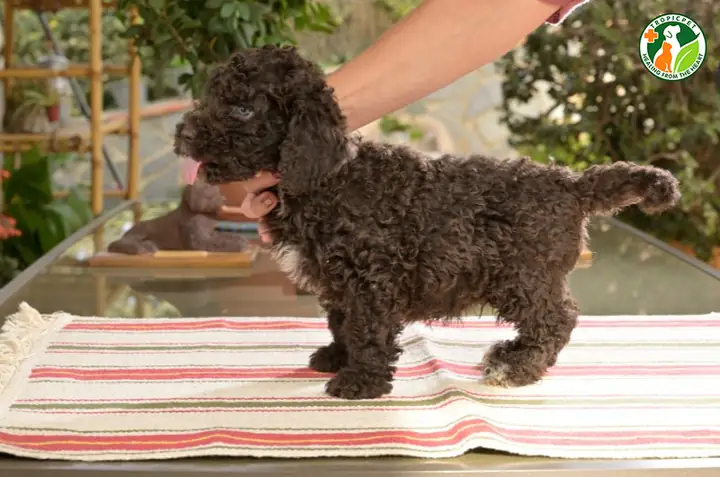 Chó Toy Poodle