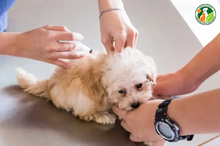 Chăm Sóc Sức Khỏe Và Phòng Ngừa Bệnh