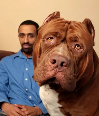 Chú Chó Pitbull Lớn Nhất Thế Giới: Sự Thật Về Hulk Và Những Điều Bạn Cần Biết