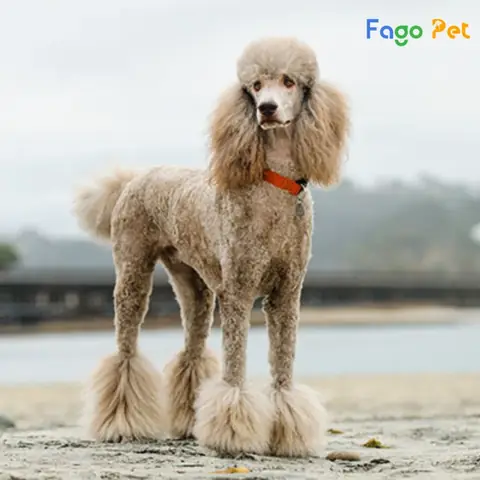 Tìm Hiểu Về Nguồn Gốc Của Chó Poodle Standard