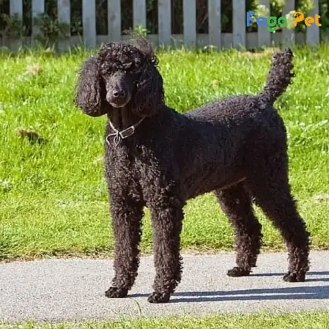 Tính Cách Của Chó Poodle Standard