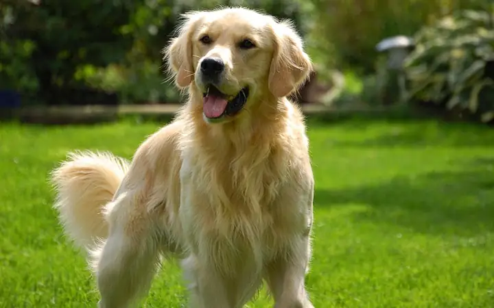 Chó Golden Retriever ( Chó Săn Mồi )