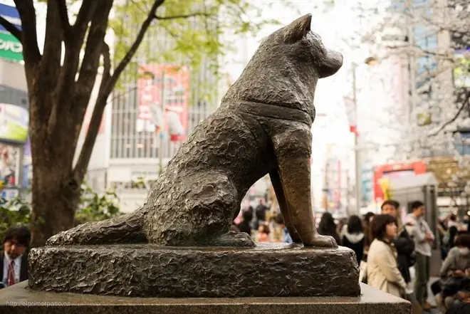 Chú Chó Trung Thành Hachiko