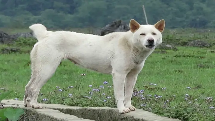 1một Vài Đặc Tính Của Chó Ta