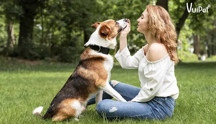 Chủ Gọi Chó Không Nghe