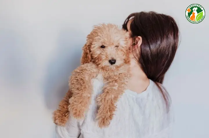 Các Dấu Hiệu Nhận Biết Chu Kỳ Kinh Nguyệt Của Chó Poodle Dễ Thấy Nhất
