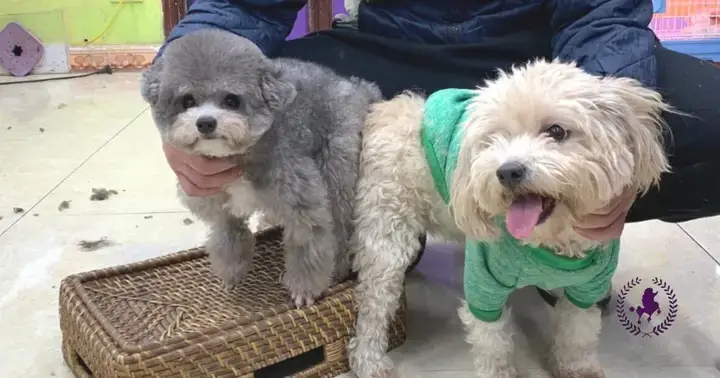 Xác Định Thời Điểm Phối Giống Tối Ưu Cho Poodle