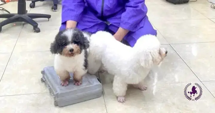 Phân Tích Các Giai Đoạn Của Chu Kỳ Sinh Sản Poodle