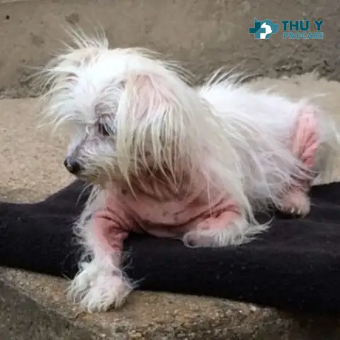 Chia Sẻ 5 Cách Chữa Trị Bệnh Ghẻ Cho Chó Tại Nhà