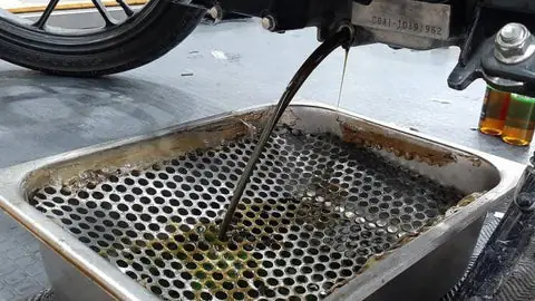 Cách Trị Bệnh Xà Mâu Cho Chó Bằng Nhớt