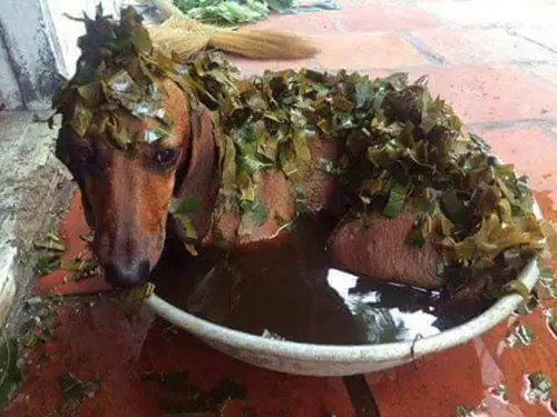 Chữa Ghẻ Cho Chó Bằng Lá Ổi: Hướng Dẫn Chi Tiết Từ A-z