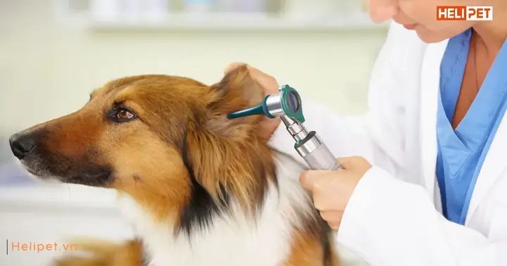 Viêm Tai Ở Chó Có Lây Không?