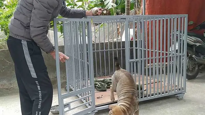 Mẫu Chuồng Chó Bằng Sắt Hộp