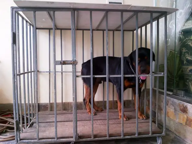 Mẫu Chuồng Chó Bằng Sắt Hộp