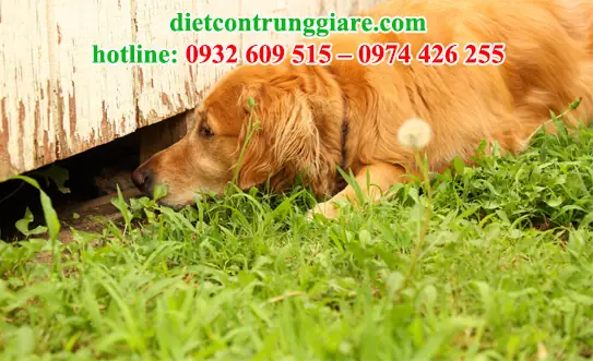 Chuột Có Sợ Chó Không