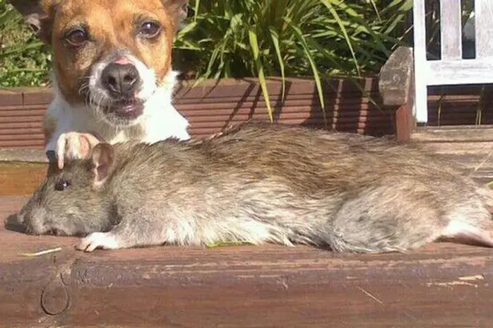 Giải Đáp: Chuột Có Sợ Chó Không Và Tại Sao?