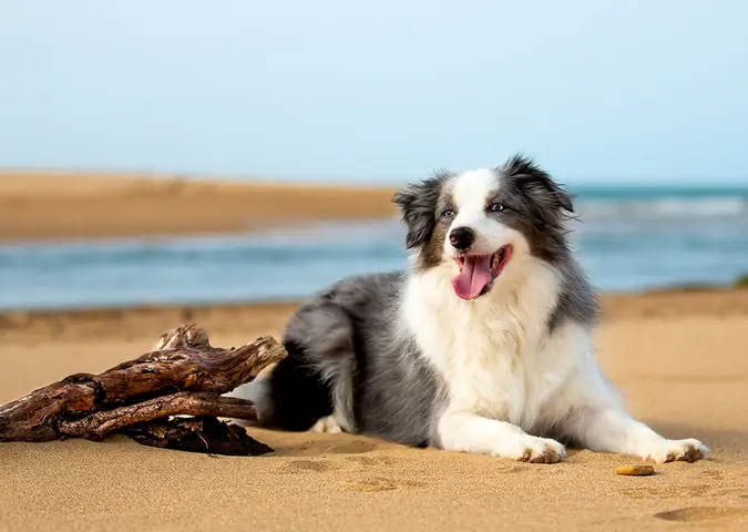 Chụp Ảnh Với Chó Cưng Chụp Ảnh Với Chó Cưng