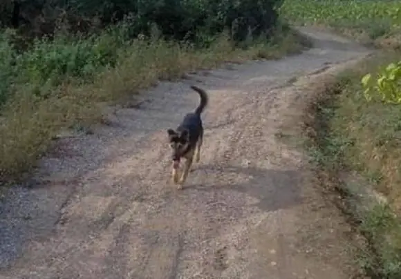 Tâm Linh Của Loài Chó Khiến Người Ta Phải Nể Phục