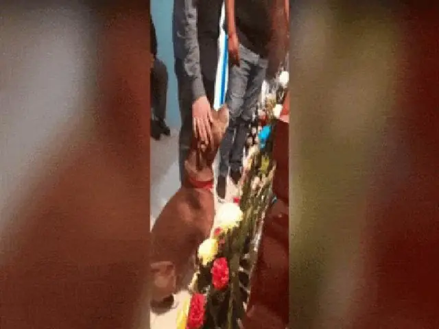 Chú Chó Đến Tiễn Biệt Chủ Lần Cuối, Bất Ngờ Làm Một Việc Đầy Cảm Động Chú Chó Đến Tiễn Biệt Chủ Lần Cuối, Bất Ngờ Làm Một Việc Đầy Cảm Động