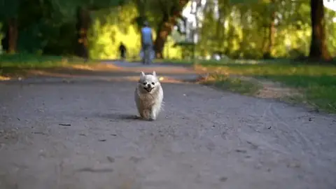 Clip Chó Mèo Vui Nhộn: Tại Sao Chúng Khiến Hàng Triệu Người Say Mê? Clip Chó Mèo Vui Nhộn: Tại Sao Chúng Khiến Hàng Triệu Người Say Mê?