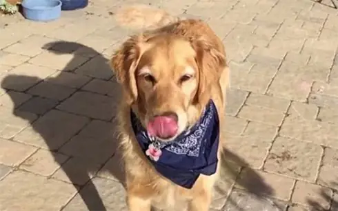 Clip Những Chú Chó Dễ Thương