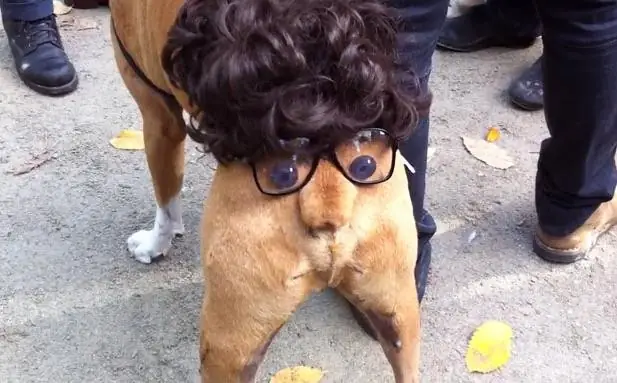 Clip Những Chú Chó Dễ Thương