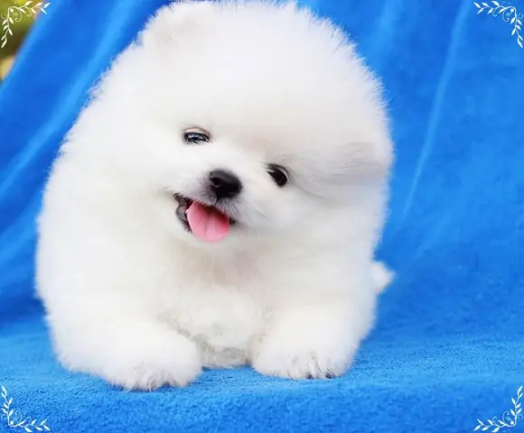 Chó Phốc Sóc Chó Phốc Sóc