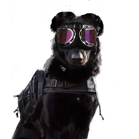 Con Chó Cưng Của Bà Chủ